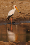 Yellow-billed Stork