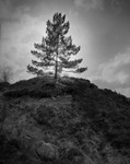 Lone Pine, Ilkley Moor