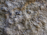 Greenleighton I Fossil Shell Fragments