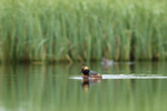 Slavonian Grebe swimming, Lake  Myvatn, Iceland