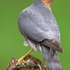 Sparrowhawk