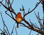 Robin