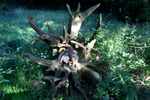 Buchan Park - 01