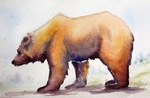 WCW02172 Bruin