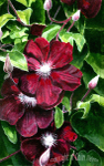 Clematis