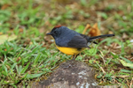 Slate-throated Redstart on rock, Costa Rica