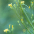 8th July Nipplewort
