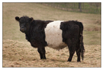 Belted Galloway Heifer