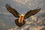 Lammergeier wings outstretched landing, Catalonia, Spain