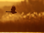 Northern Harrier hunting at dawn, Bosque del Apache, New Mexico