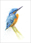 Kingfisher Limited Edition Print 339
