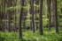 Young Beech Trees