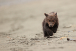 Brown Bear cub running on beach, Silver Salmon Creek, Alaska
