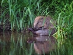 Eurasian Beaver