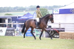Class 94 - LIHS BSHA Racehorse to Showhorse portfolio