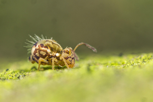 Springtail [i]Calvatomina nr. superba[/i] on a headstone in a churchyard. Staffordshire, February 2016.