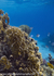 RS011: Fire Coral