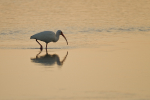 White Ibis