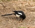 20110319-IMG_2430