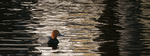 REDHEAD - INNER BAY, LONG POINT