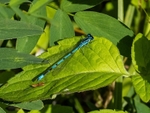 Azure Damselfly