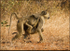 Baboon and young