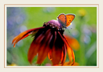 Lycaena virgaureae 3