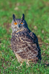european eagle owl Bubo bubo-0567