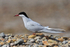 Arctic Tern on a stony beach at Loch Indaal, Islay