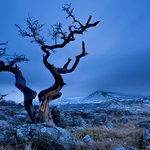 Twisted tree, Twistleton, Yorkshire Dales