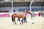 SBM_01184