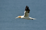Gannet
