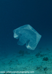 RS020: Not a Jellyfish