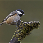 Coal Tit