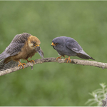 3rd PDI Red Footed Falcons Royston Packer