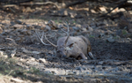 Sambar