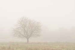 Martyr tree