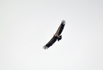 Griffon Vulture