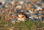 Snow Bunting