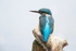Kingfisher Alcedo Atthis037