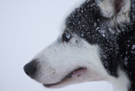 Huskies from the Dogsled team in Northern Finland