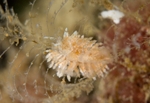 Eubranchus vittatus