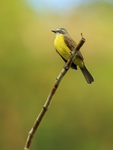 Grey-capped Flycatcher portfolio