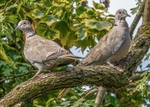 Cuckoos,Doves,Pigeons portfolio