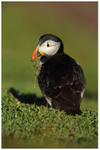 Puffin with Nesting Material