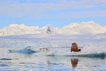 Walrus in front of glacier, Spitsbergen, Svalbard