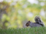 Grey Squirrel _AGTO184