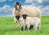 Ref 23 Swaledale sheep