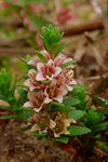 Wild Thyme