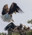 Bald Eagle returning to nest